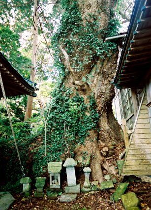 国柱命神社の楠