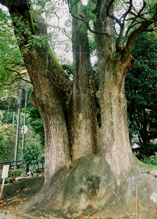 熱海梅園の三つ子樟