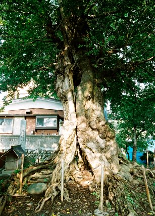 鶴島のムクノキ