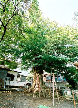 鶴島のムクノキ