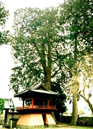 顕本寺のヒノキ