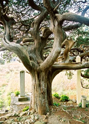 白鳥神社のビャクシン