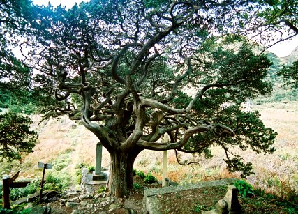 白鳥神社のビャクシン