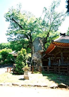 根古屋神社のケヤキ(田木)