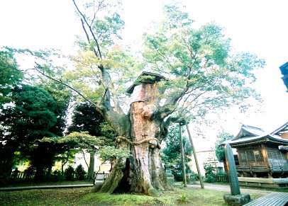 鵜川神社の大ケヤキ