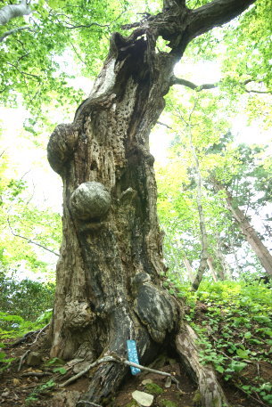 乳房の木