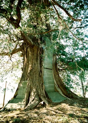 御陵塚のサワラ