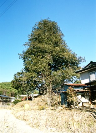 御陵塚のサワラ
