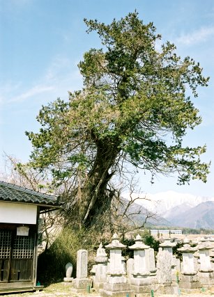 円通寺のサワラ