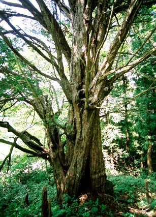 天狗山のイチイ