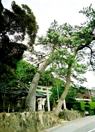 南志見住吉神社の松