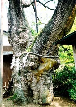 中井のエンジュ