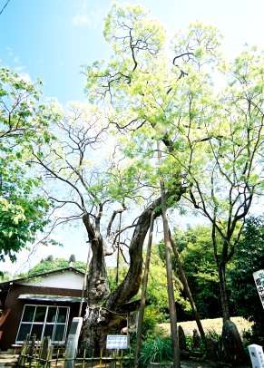 中井のエンジュ