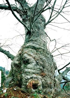 御岳の神代ゲヤキ