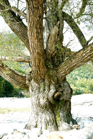 上高地徳沢のケショウヤナギ
