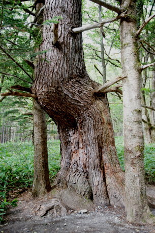 上高地小梨平のカラマツ