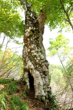 鍋倉山のブナ_森太郎