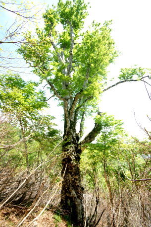 鍋倉山のブナ_森太郎