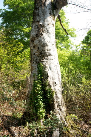鍋倉山のブナ_森姫