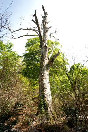 鍋倉山のブナ_森姫