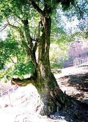 西の樫の木