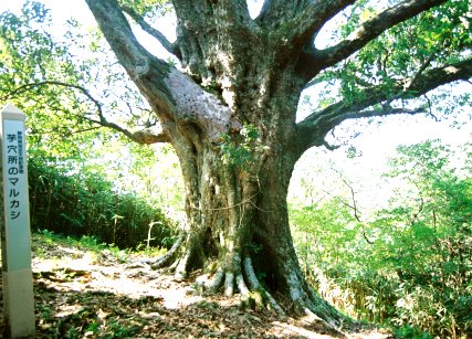 芋穴所のマルカシ
