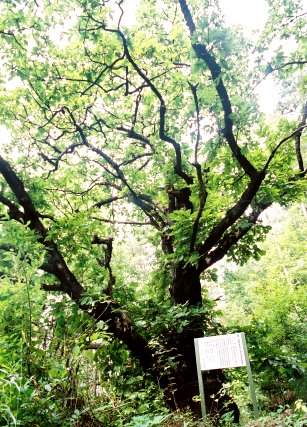 柏王の大カシワ