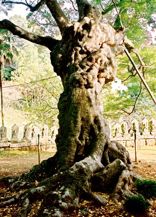益山寺の大カエデ