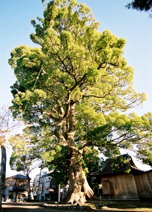 稲荷神社のクスノキ