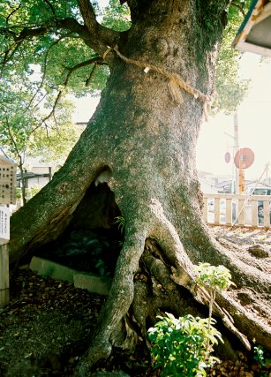 細江神社のクスノキ