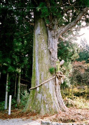 須原鹿島神社の大杉