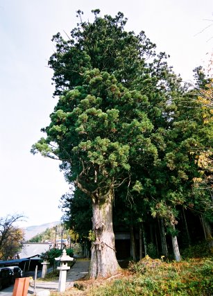 須原鹿島神社の大杉