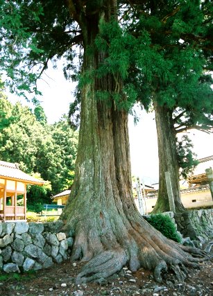 相戸白山神社の大杉