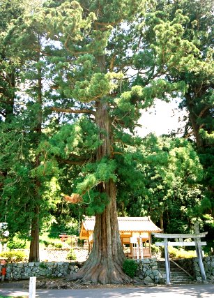 相戸白山神社の大杉