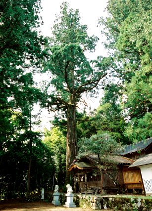 早稲田神社の大杉