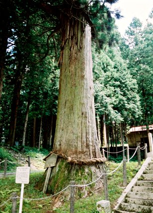 水上神社の大杉