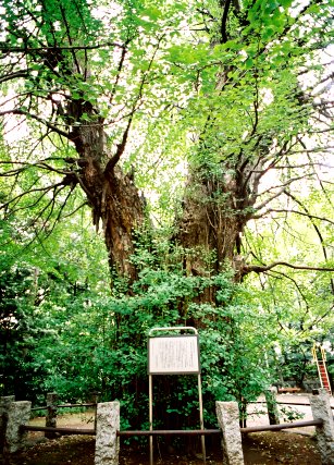 氷川神社のイチョウ