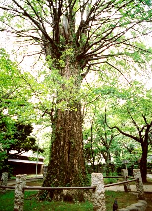氷川神社のイチョウ