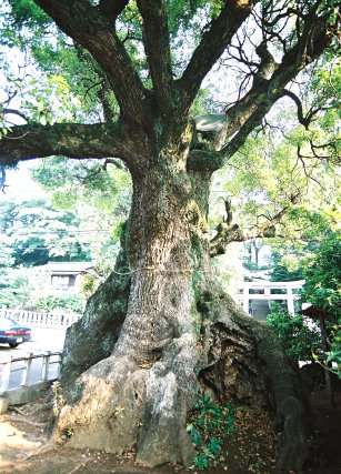 明神の楠