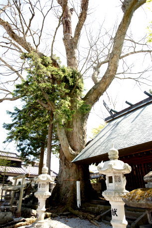 神戸八幡社のケヤキ