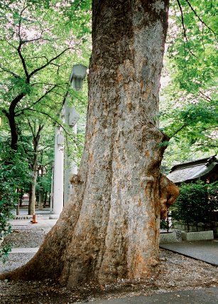 大国魂神社のケヤキ　No1