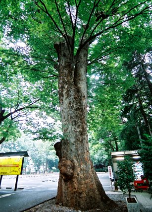 大国魂神社のケヤキ　No1