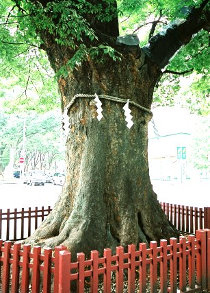 大国魂神社のケヤキ　No2
