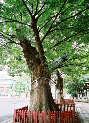 大国魂神社のケヤキ　No2