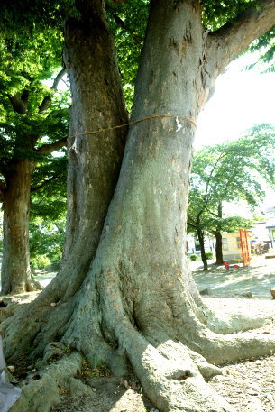 木留神社のケヤキ