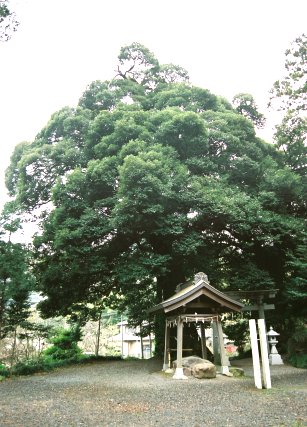 小倉諏訪神社のスダジイ