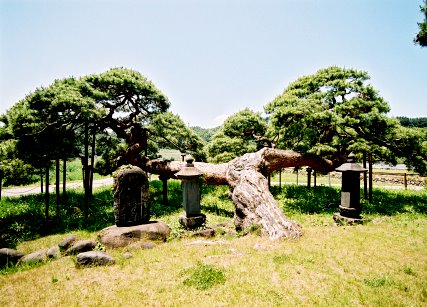 遠照寺の鶴亀の松