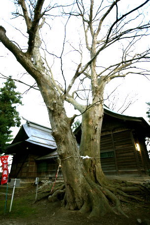 長沼神社のケヤキ