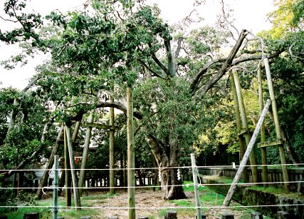 三嶋大社のキンモクセイ