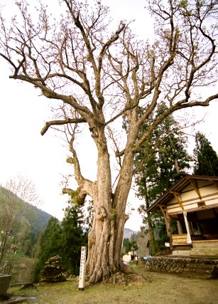 白山神社のトチノキ